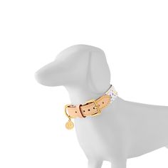 a white dog with a gold collar and tag on it's collar is standing in front of a white background