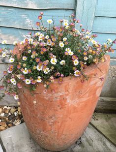 a large pot filled with lots of white and pink flowers next to a blue wall