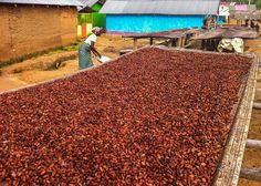 Cocoa Processing Market Ghana People, Ghana Culture, Alice Evans, Nothing To See Here, Overcoming Challenges, Trade Finance, International Development, Coastal Cities, African Countries