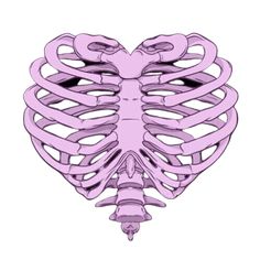 the rib cage is shown in pink