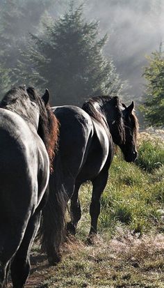 three horses are walking in the grass near trees