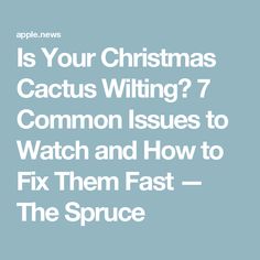 the text is your christmas cactus writing 7 common issues to watch and how to fix them fast