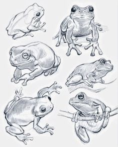 several different types of frogs sitting on top of each other