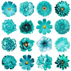 blue flowers on white background with clippings for text or image stock photo 5479