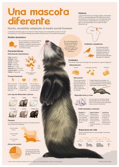 an animal info sheet with different types of animals and their names in spanish, english, and