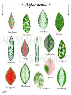 different types of leaves with names and pictures on the bottom right hand corner in spanish