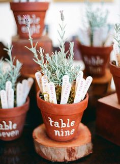 some small potted plants with writing on them