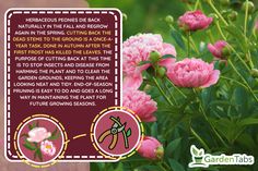 pink flowers with text describing how to prune peonies