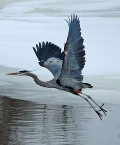 a bird flying over the water with it's wings spread