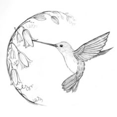 a pencil drawing of a hummingbird flying in front of a circular frame with flowers