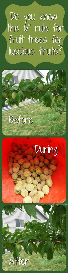 the before and after pictures of how to use fruit trees for tree pruning