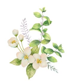 white flowers and green leaves on a white background