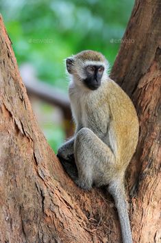 a monkey is sitting in the middle of a tree and looking at something off to the side