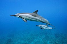 two dolphins swimming close to each other in the ocean