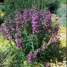 purple flowers are blooming in the garden