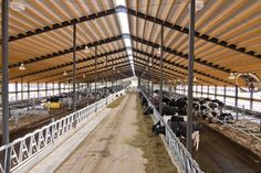 several cows are lined up in their stalls at the dairy farm, with hay on the floor