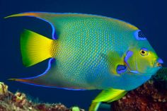 a blue and yellow fish swimming in the ocean