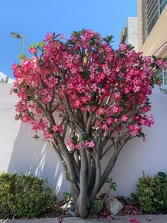 a tree with pink flowers in front of a white wall and shrubbery on the sidewalk