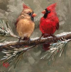 two red birds sitting on top of a pine tree branch next to eachother