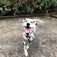 a dalmatian dog standing on top of a cement slab with its mouth open