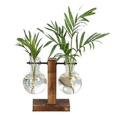 two glass vases with plants in them on a wooden stand against a white background