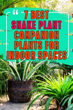 Snake Plant Companion Plants Snake Plant Varieties, Zz Plants, Ribbon Plant, Nerve Plant, Sansevieria Plant, Snake Plants, Short Plants, Companion Plants, Ficus Elastica