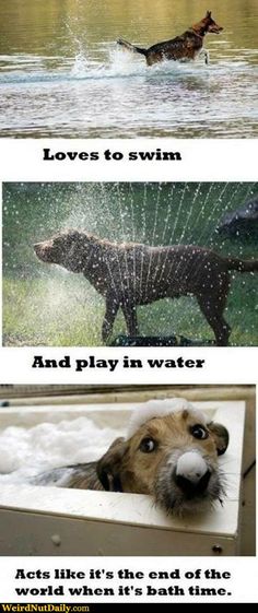 there are two pictures with dogs in the water and one has an open box that says, love is to swim and play in water