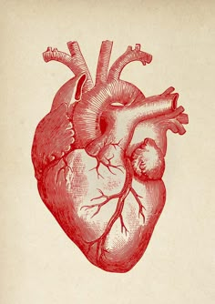 a drawing of a human heart in red ink