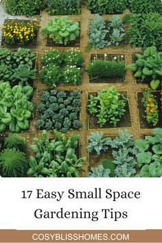 Explore 17 easy small space gardening tips that focus on maximizing your harvest in limited areas. This image illustrates tips like vertical gardening and high-yield plants, perfect for balcony gardens. Square Foot Gardening, Container Gardens, Small Space, Green Thumb