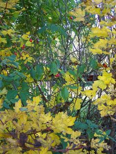 yellow leaves and red berries are growing on the tree