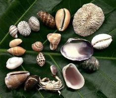 many different types of seashells on a green leaf