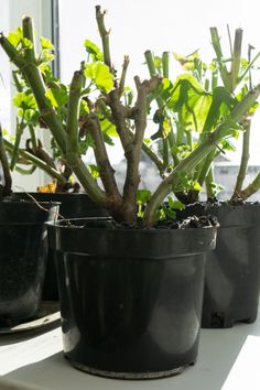 three potted plants sitting on top of a window sill next to each other