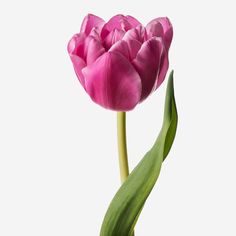 a single pink tulip with green leaves on a white background