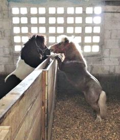 LOL....how ponies have conversations in the barn. Miniature Pony, Mini Donkeys, Horses Photos, Animal Friendships, Majestic Horses