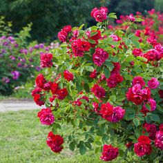 31 Secrets on Growing Roses will give you tips seasoned gardeners have learned through trial and error. Easy Ideas! Pruning Roses, Lucky Plant, Rose Bushes, Fragrant Roses, Rose Care, Container Gardening Flowers, Seed Germination, Planting Roses