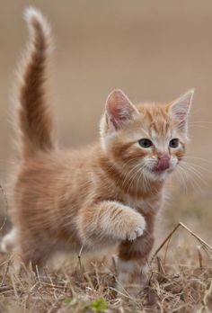 an orange kitten standing on top of a dry grass field