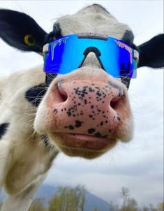 a cow wearing sunglasses and looking at the camera