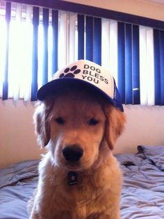 a dog wearing a hat sitting on top of a bed