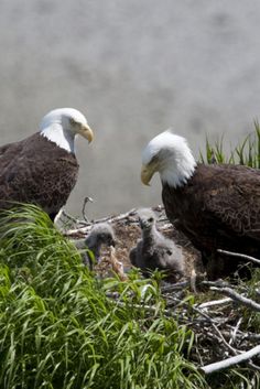 two bald eagles sitting on top of a nest in the grass next to another bird