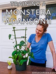 a woman standing next to a potted plant with the words training a monstera adams