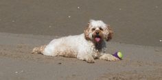 a white dog laying on top of a sandy beach next to the ocean with a ball in it's mouth