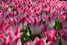 many pink and white tulips are in the field