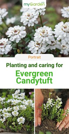 white flowers with text that reads planting and caring for evergreen candytuff