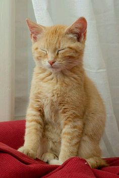 an orange cat sitting on top of a red blanket