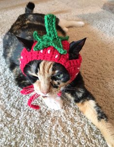 a cat wearing a knitted strawberry hat on top of it's head while laying on the floor