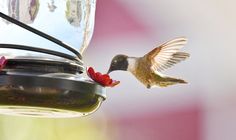 a hummingbird feeding from a bird feeder with red flowers on it's side