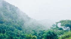 cows graze on the grass in front of a mountain covered with trees and mist