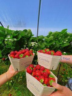 two hands holding baskets full of strawberries