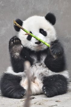 a panda bear sitting on the ground holding a bamboo stick in its mouth and eating it