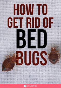 how to get rid of bed bugs